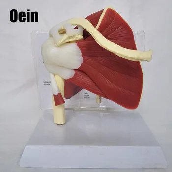 Human Skeleton Shoulder Scapula Clavicle Muscle Model Joint Functional Ligament Medical Teaching Aid explanation model
Human Skeleton Shoulder Scapula Clavicle Muscle Model Joint Functional Ligament Medical Teaching Aid explanation model