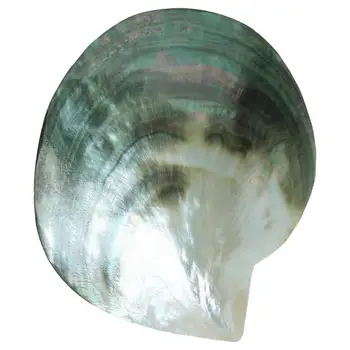 Natural large shell black shell polished seashells jewelry ornaments plate camera props
Natural large shell black shell polished seashells jewelry ornaments plate camera props