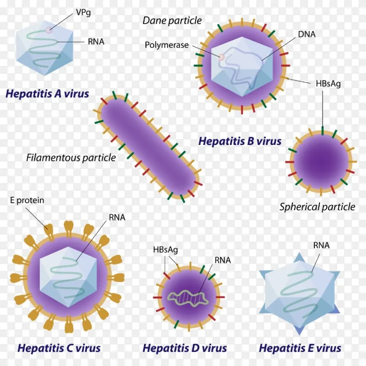 肝炎 a 型