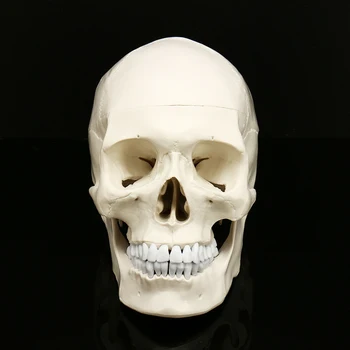 Medical Teaching Anatomical Replica Life Size Art Tracing Decoration Party Props Human Skull Model Haunted House Equipment
Medical Teaching Anatomical Replica Life Size Art Tracing Decoration Party Props Human Skull Model Haunted House Equipment