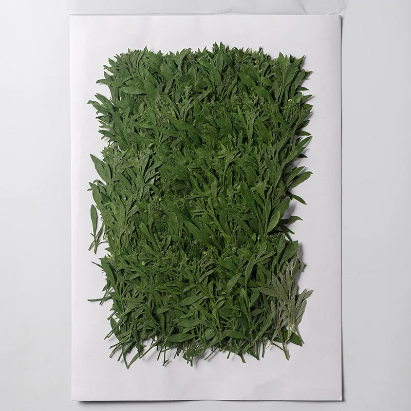120pcs Pressed Dried Lobularia maritima Leaf Herbarium For Epoxy Resin Jewelry Making Bookmark Face Makeup Nail Art Craft
120pcs Pressed Dried Lobularia maritima Leaf Herbarium For Epoxy Resin Jewelry Making Bookmark Face Makeup Nail Art Craft