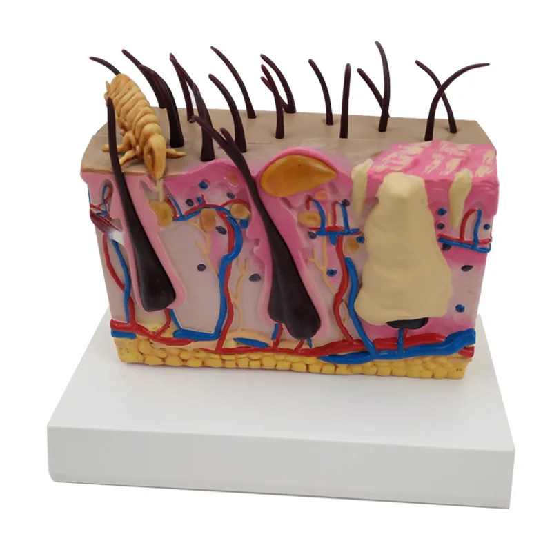 Структура кожи, мягкая и реалистичная модель кожи собаки, кожа и волосы, собака, тело, орган, режим обучения 
Структура кожи, мягкая и реалистичная модель кожи собаки, кожа и волосы, собака, тело, орган, режим обучения