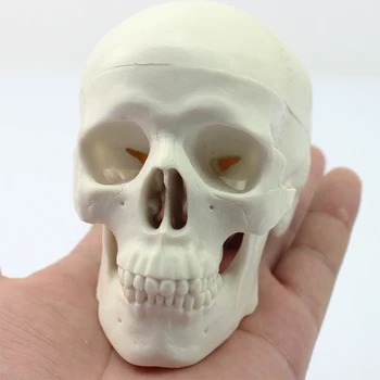 Party Props Equipment Decoration Tracing Art Life Size Skeleton Anatomical Human Skull Model Realistic Medical Teaching Replica
Party Props Equipment Decoration Tracing Art Life Size Skeleton Anatomical Human Skull Model Realistic Medical Teaching Replica