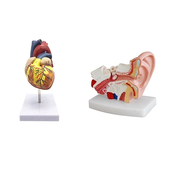1: 1 Human Heart Model, Anatomically Accurate Heart Model & 1.5 Times Human Ear Anatomy Model Showing Organs
1: 1 Human Heart Model, Anatomically Accurate Heart Model & 1.5 Times Human Ear Anatomy Model Showing Organs