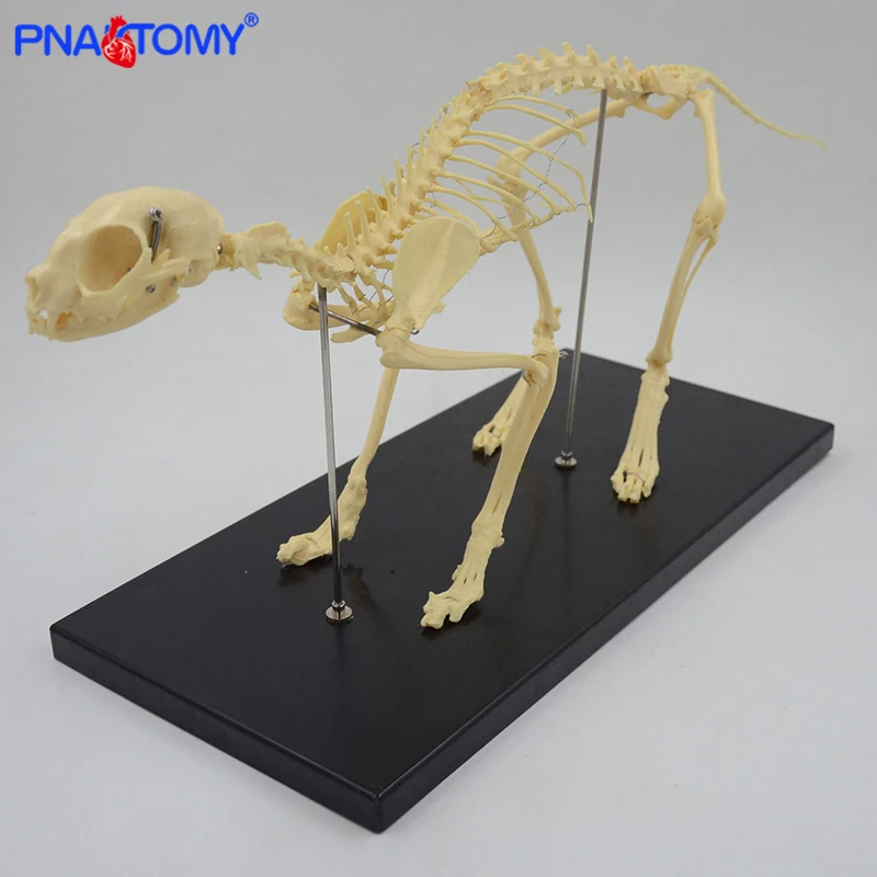 Life size Cat skeleton model animal skeleton for study and demonstration with base 
Life size Cat skeleton model animal skeleton for study and demonstration with base
