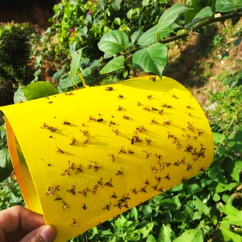 20 Pcs/set Strong Bugs Sticky Board Small Insect Catching Paper Garden Greenhouse Pest Control Adhesive Board
20 Pcs/set Strong Bugs Sticky Board Small Insect Catching Paper Garden Greenhouse Pest Control Adhesive Board