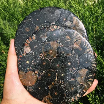 2pcs Rare natural black snail shell fossil Jurassic fossil disc half open ammonite fossil Madagascar ammonites + shell scaffold
2pcs Rare natural black snail shell fossil Jurassic fossil disc half open ammonite fossil Madagascar ammonites + shell scaffold