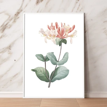 Flower Print Honeysuckle Botanical Floral Poster Italian Honeysuckle Hand Drawing Painting Wall Art Canvas Picture Home Decor
Flower Print Honeysuckle Botanical Floral Poster Italian Honeysuckle Hand Drawing Painting Wall Art Canvas Picture Home Decor