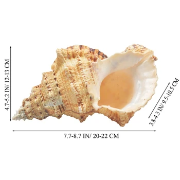 Large Natural Sea Shells Huge Ocean Conch 21cm Jumbo Seashells Perfect for Wedding Decor Beach Party Home Decorations Fish Tank
Large Natural Sea Shells Huge Ocean Conch 21cm Jumbo Seashells Perfect for Wedding Decor Beach Party Home Decorations Fish Tank