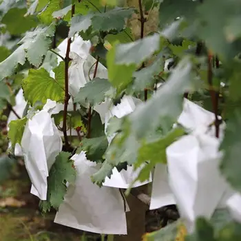 Multi-size 100 Grape Protection Bags Fruit Protection Garden Fruit Flower Protection Bag Prevent Wasp Birds Cherry Vinegar Fly
Multi-size 100 Grape Protection Bags Fruit Protection Garden Fruit Flower Protection Bag Prevent Wasp Birds Cherry Vinegar Fly