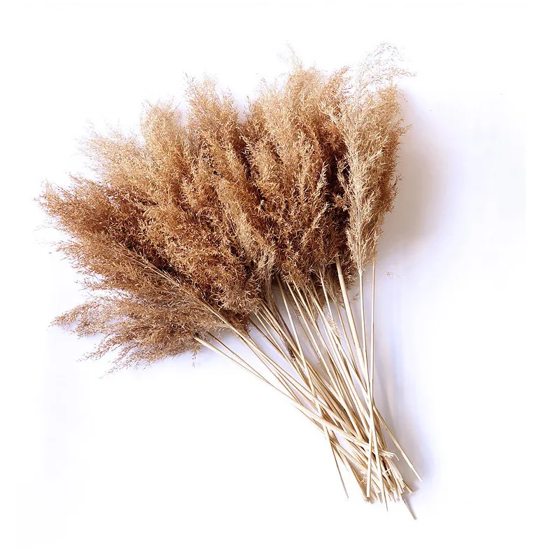 Dried Old Pampas Grass Christmas Decorations 10/20 Pcs Natural Plant Ornament Wedding Decor Flower Bunch Storage for 3 Years
Dried Old Pampas Grass Christmas Decorations 10/20 Pcs Natural Plant Ornament Wedding Decor Flower Bunch Storage for 3 Years