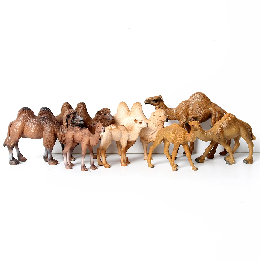 Camel