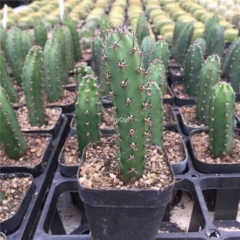 Ngryise 2Pcs A Set Harrisia jusbertii
Ngryise 2Pcs A Set Harrisia jusbertii
