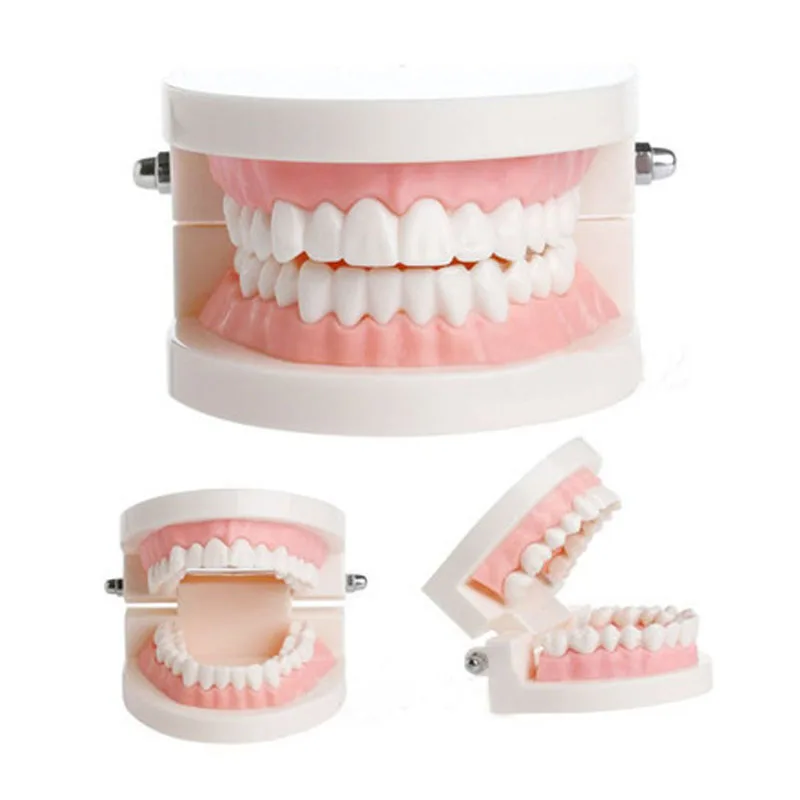 Dental Dentist Adult Standard Typodont Demonstration Teeth Teaching Model Standard Tooth Model(Soft Gums for 28 teeth) 2004
Dental Dentist Adult Standard Typodont Demonstration Teeth Teaching Model Standard Tooth Model(Soft Gums for 28 teeth) 2004