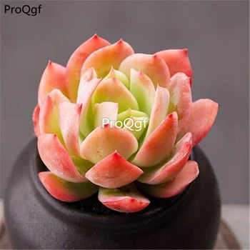Ngryise 3Pcs a set Echeveria yiluo 
Ngryise 3Pcs a set Echeveria yiluo