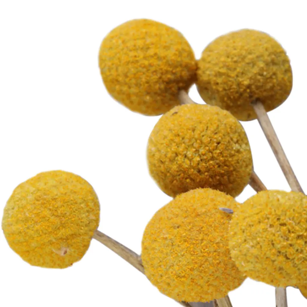 10pcs Large Bouquet Photography Prop Crafts Dried Flower Natural Valentine's Day Billy Ball Home Gift Floral Decoration Party
10pcs Large Bouquet Photography Prop Crafts Dried Flower Natural Valentine's Day Billy Ball Home Gift Floral Decoration Party