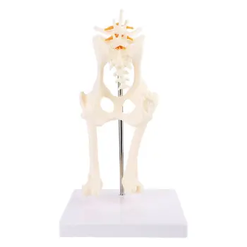 Dog Canine Lumbar Hip Joint with Femur Model Teaching Anatomy Skeleton Display 11UB
Dog Canine Lumbar Hip Joint with Femur Model Teaching Anatomy Skeleton Display 11UB
