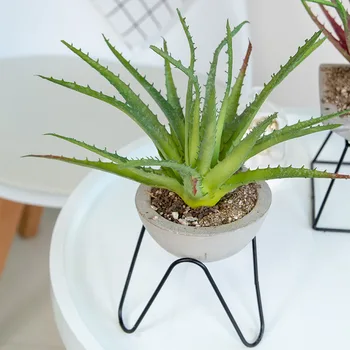Model Sawteeth Barbed Plastic Handle Aloe Home Indoor Succulent Potted Plant Bonsai Plant Green Vegetation Manufacturers Wholesa
Model Sawteeth Barbed Plastic Handle Aloe Home Indoor Succulent Potted Plant Bonsai Plant Green Vegetation Manufacturers Wholesa
