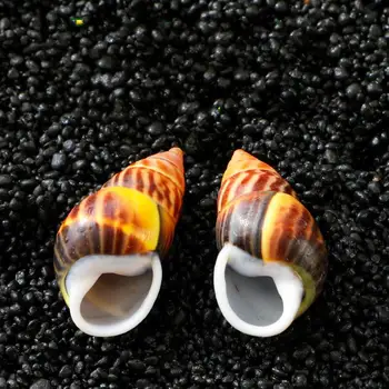 natural conch shell snails rare specimen collection playing home diy micro landscape Decoration
natural conch shell snails rare specimen collection playing home diy micro landscape Decoration