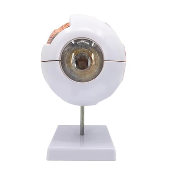 NFSTRIKE 6 Times Human Eye Anatomy Model Eyeball Structure Model Medicine Teaching Aids Science Experiment Gift
NFSTRIKE 6 Times Human Eye Anatomy Model Eyeball Structure Model Medicine Teaching Aids Science Experiment Gift