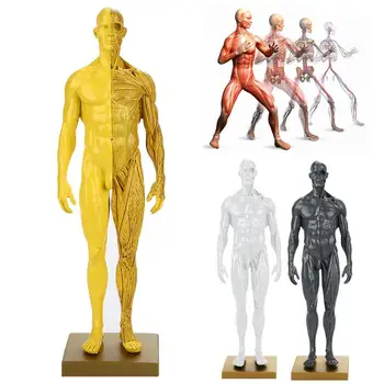 Body Model Durable Visual 1:6 30cm Muscle Anatomical Anatomical Model Resin Manual Sculpture Anthropometric Dummy
Body Model Durable Visual 1:6 30cm Muscle Anatomical Anatomical Model Resin Manual Sculpture Anthropometric Dummy