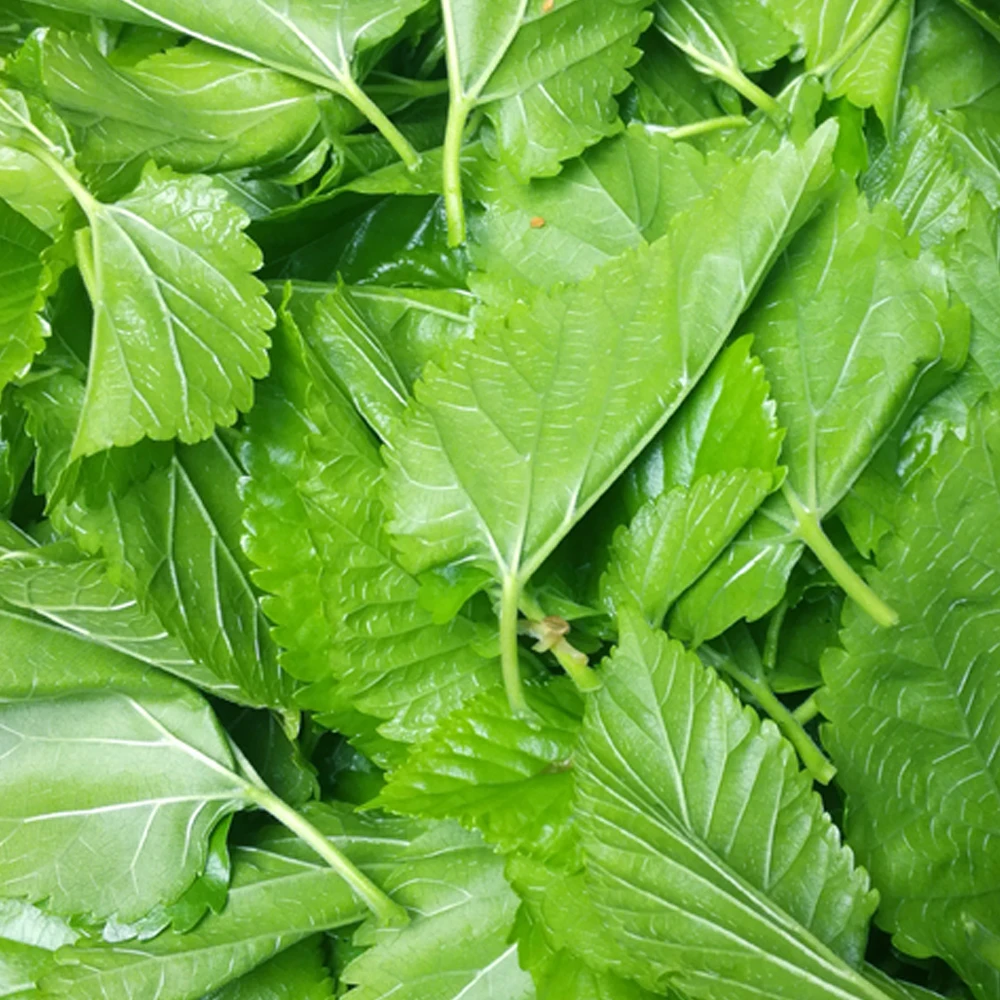 Just Food For Adult Silkworm Feed Small Silkworms Baby Fresh Mulberry Leaves Tender Leaf Funny Science Toys Children 500g/Lot
Just Food For Adult Silkworm Feed Small Silkworms Baby Fresh Mulberry Leaves Tender Leaf Funny Science Toys Children 500g/Lot