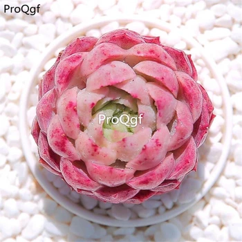 Ngryise 2Pcs A Set Echeveria Red hole
Ngryise 2Pcs A Set Echeveria Red hole