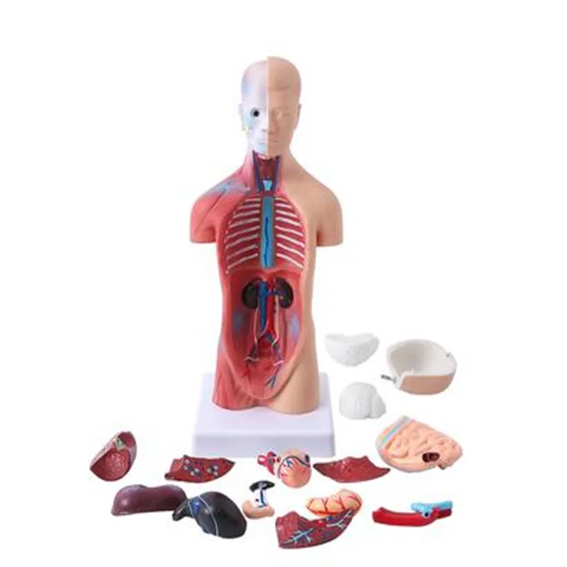 

NoEnName_Null perfusion medical materiel infirmiere esqueleto medicina humana Mainland China Medical Science Anatomical Model