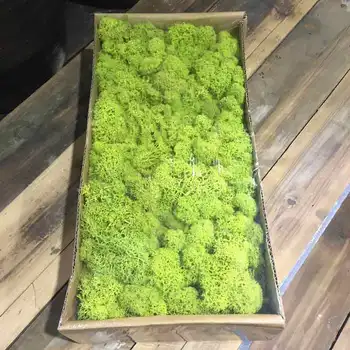 Green Natural Preserved Moss Lasting Preserved Norwegian Reindeer Moss Flower Real Plant for Home Garden Wedding DIY Decoration
Green Natural Preserved Moss Lasting Preserved Norwegian Reindeer Moss Flower Real Plant for Home Garden Wedding DIY Decoration