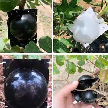 Plant Rooting Ball Convenient Plant Rooting Box Grafting Rooting Growing Box Breeding For Garden
Plant Rooting Ball Convenient Plant Rooting Box Grafting Rooting Growing Box Breeding For Garden