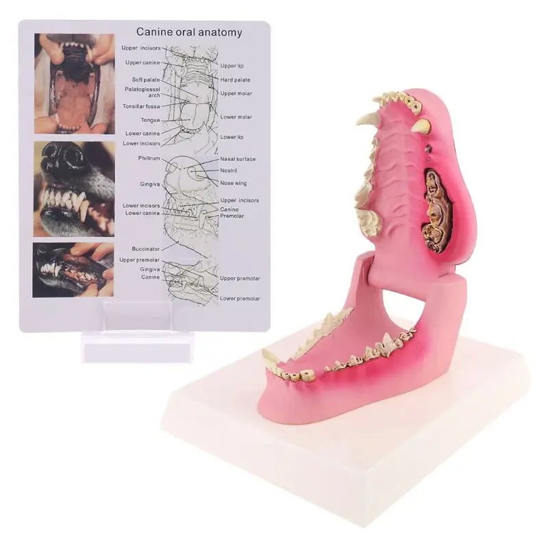 Dog Tooth Anatomy Model Canine Veterinary Animal Skeleton Veterinary Teaching Instrument Anatomy
Dog Tooth Anatomy Model Canine Veterinary Animal Skeleton Veterinary Teaching Instrument Anatomy