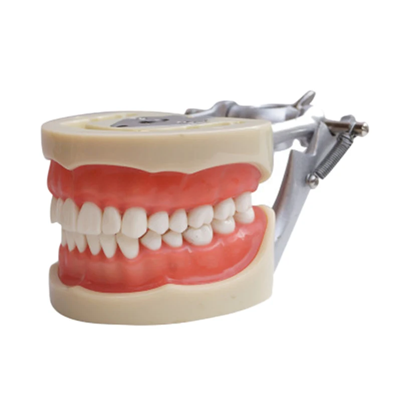 Teaching Model Teeth Model for Dentist to Communicate with Patients Standard Teeth Models with 28 Teeth and Soft Gum
Teaching Model Teeth Model for Dentist to Communicate with Patients Standard Teeth Models with 28 Teeth and Soft Gum