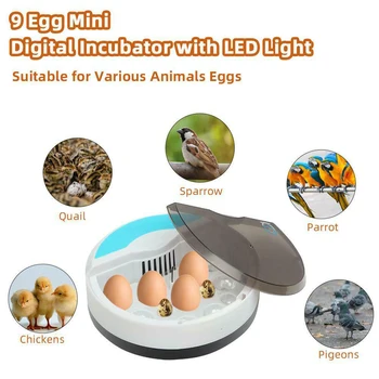 Farm Hatchery Incubator Brooder LED Light 9 Egg Chicken Duck Quail Bird Brooder Automatic Turning Temperature Home Use Hatcher 
Farm Hatchery Incubator Brooder LED Light 9 Egg Chicken Duck Quail Bird Brooder Automatic Turning Temperature Home Use Hatcher