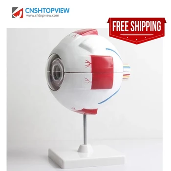 Ophthalmic LTB-M1 Human Eyeball Teaching Model Medicine for sale
Ophthalmic LTB-M1 Human Eyeball Teaching Model Medicine for sale