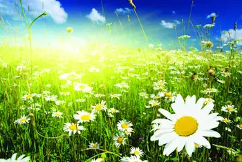 SHENGYONGBAO Art Fabric Custom Photography Prop Daisy flower theme Photo Studio Background 19912-02 
SHENGYONGBAO Art Fabric Custom Photography Prop Daisy flower theme Photo Studio Background 19912-02