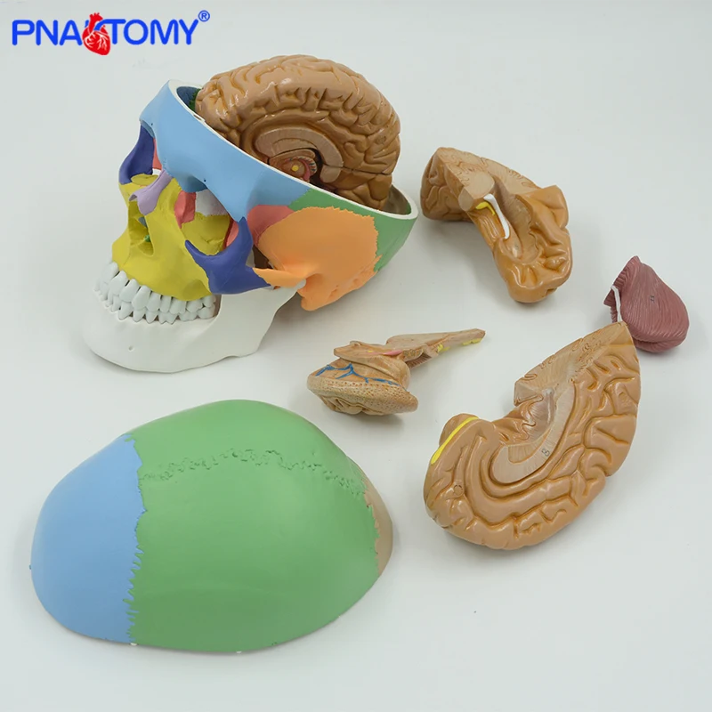 Colored human adult skull model with detachable brain model anatomical life size 1:1 skeleton teaching Cranial nerve branch tool
Colored human adult skull model with detachable brain model anatomical life size 1:1 skeleton teaching Cranial nerve branch tool
