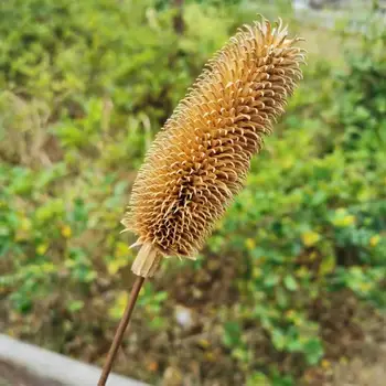 2pcs,Nature Dried Flower Teasel Bunch,DIY Real Eternal Rose Life,Wedding home Decoration accessories,Display flower bouquet
2pcs,Nature Dried Flower Teasel Bunch,DIY Real Eternal Rose Life,Wedding home Decoration accessories,Display flower bouquet