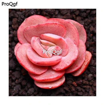 Ngryise 3Pcs A Set succulent xiuyan
Ngryise 3Pcs A Set succulent xiuyan