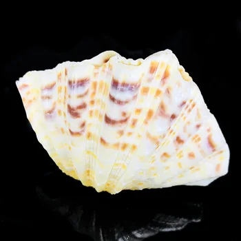 8-12cm Natural Clam Shells Lotus Seashell Aquarium Decoration Specimen Nautical Home Decor Craft Jewelry Tray Fish Tank Ornament
8-12cm Natural Clam Shells Lotus Seashell Aquarium Decoration Specimen Nautical Home Decor Craft Jewelry Tray Fish Tank Ornament