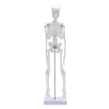 45cm Height Human Anatomical Anatomy Skeleton Medical Learn Aid Human Skeletal Model Medical Learn Aid Anatomy Art Sketch Bone
45cm Height Human Anatomical Anatomy Skeleton Medical Learn Aid Human Skeletal Model Medical Learn Aid Anatomy Art Sketch Bone