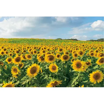 Sunny Weather Backdrop Newborn Wedding Party Decoration Sunflowers Flower Sea Photography Background Studio Props Photo Booth
Sunny Weather Backdrop Newborn Wedding Party Decoration Sunflowers Flower Sea Photography Background Studio Props Photo Booth