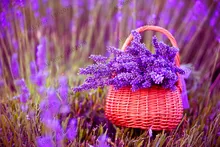 ¡Gran promoción! 100 unids/bolsa de bonsái de lavanda, Plantas de lavanda francesa, Plantas de flores, muy fragantes, crecimiento Natural, planta para jardín doméstico f(China)