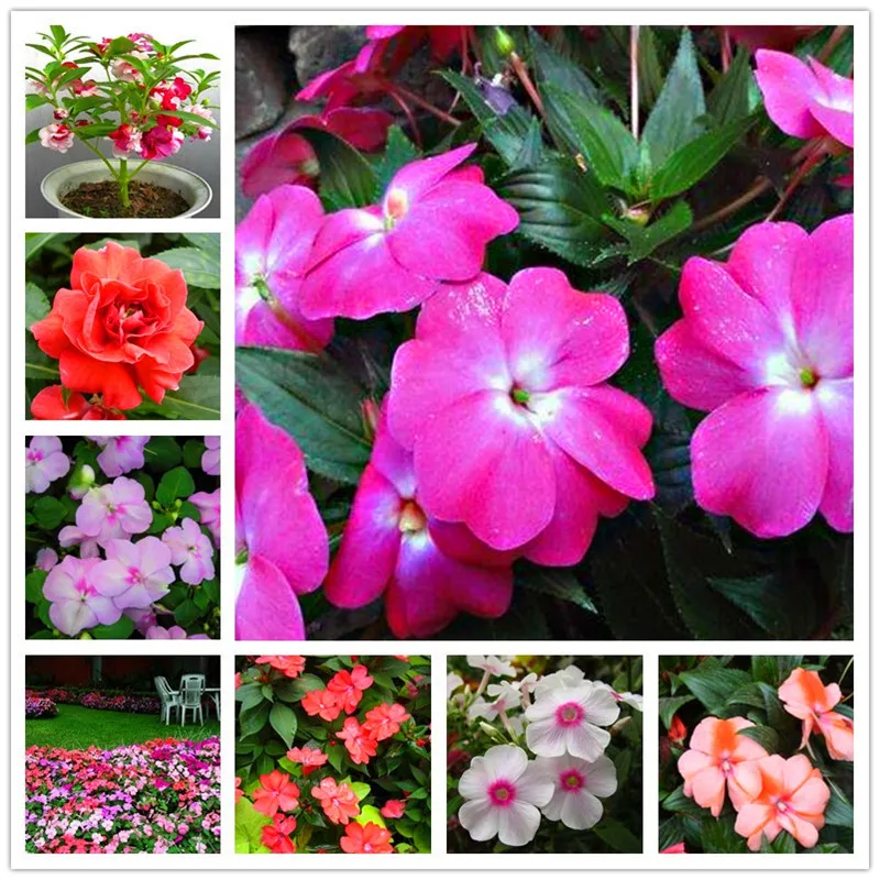 Colorful Camellia Impatiens Balcony Potted Bonsai Flower Camellia Balsamine A Pack 100 Pcs
Colorful Camellia Impatiens Balcony Potted Bonsai Flower Camellia Balsamine A Pack 100 Pcs