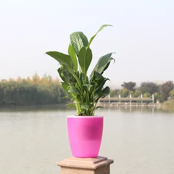 Lazy Flower Pot Automatic Water Visual Level Absorption Plastic Resin Pot Green Plant Water Culture Bonsai Pot Dinosaur Eggs
Lazy Flower Pot Automatic Water Visual Level Absorption Plastic Resin Pot Green Plant Water Culture Bonsai Pot Dinosaur Eggs