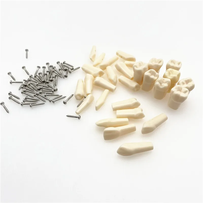 Dental Resin Tooth Model Compatibly Nissin brand Teeth Teaching Model Replaceable teeth
Dental Resin Tooth Model Compatibly Nissin brand Teeth Teaching Model Replaceable teeth