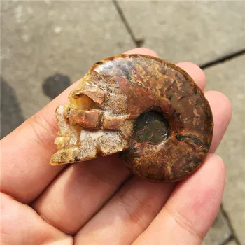 Natural small fossil conch beautiful fossil snail fossil skull healing carving crystal shell for gift reiki healing 1Pcs
Natural small fossil conch beautiful fossil snail fossil skull healing carving crystal shell for gift reiki healing 1Pcs