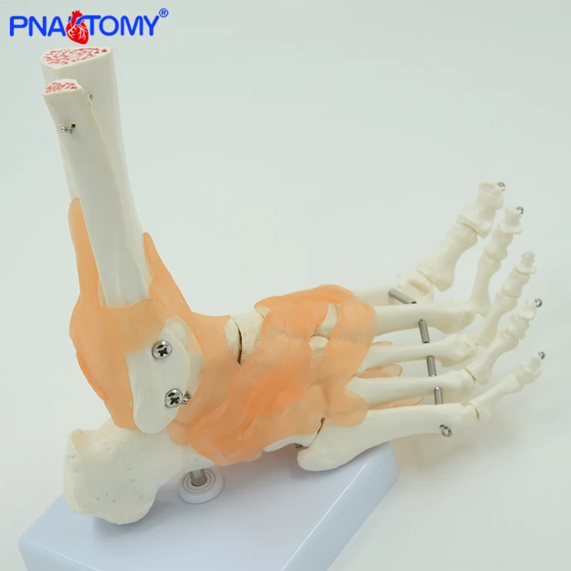 Human foot bone model with ligaments life size feet joint with base fibula and tibia anatomy skeleton model PNATOMY
Human foot bone model with ligaments life size feet joint with base fibula and tibia anatomy skeleton model PNATOMY