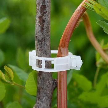 10pcs Plants Vegetables Garden Ornament Tool Plant Holder Clips for Tomato Hanging Lattice Vine Connectors Greenhouse
10pcs Plants Vegetables Garden Ornament Tool Plant Holder Clips for Tomato Hanging Lattice Vine Connectors Greenhouse