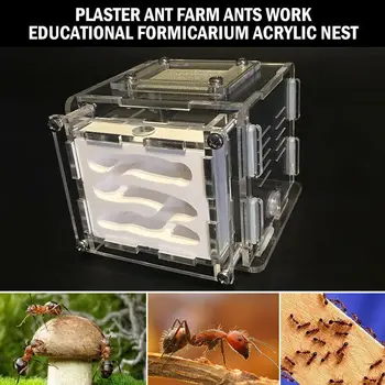 Mini Plaster board Acrylic Ant Farm Mini Plasterboard Acrylic Ant Farm Ants Work Educational Formicarium LIVE Ants Acrylic Nest
Mini Plaster board Acrylic Ant Farm Mini Plasterboard Acrylic Ant Farm Ants Work Educational Formicarium LIVE Ants Acrylic Nest
