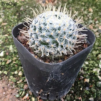 Ngryise 3pcs A Set Mammillaria duwei 
Ngryise 3pcs A Set Mammillaria duwei